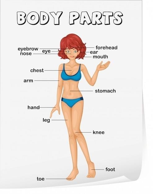 muscle labeling worksheet pdf